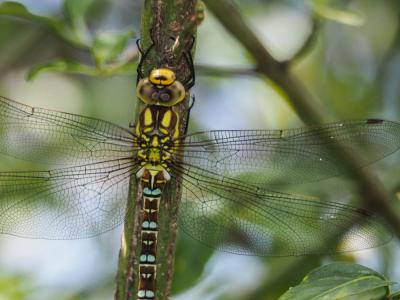 Aeschne bleue (L') Aeshna cyanea (O.F. Müller, 1764)