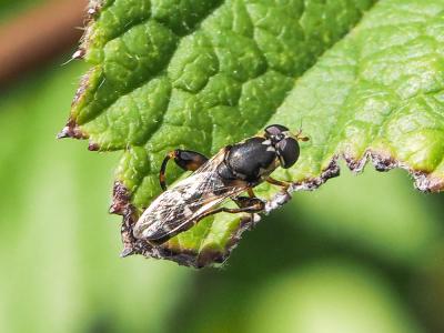  Syritta pipiens (Linnaeus, 1758)