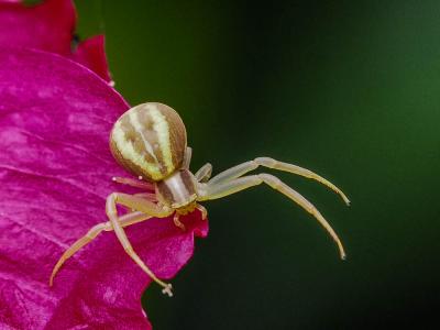 Thomise rayé Runcinia grammica (C.L. Koch, 1837)