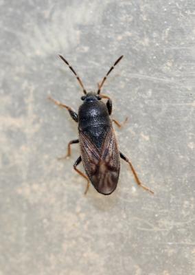  Megalonotus emarginatus (Rey, 1888)