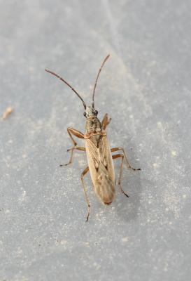  Paromius gracilis (Rambur, 1839)