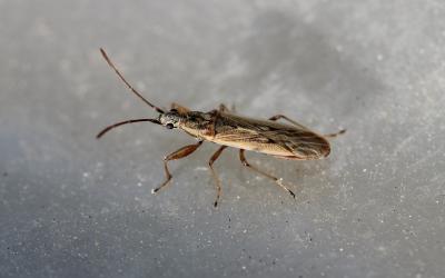  Paromius gracilis (Rambur, 1839)