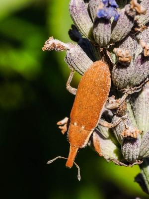  Lixus Fabricius, 1801