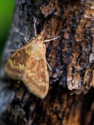  Ostrinia nubilalis (Hübner, 1796)
