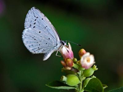 Azuré des Nerpruns (L'), Argus à bande noire (L'), Celastrina argiolus (Linnaeus, 1758)