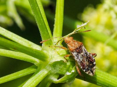  Rhopalus subrufus (Gmelin, 1790)