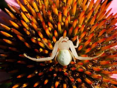 Misumène variable Misumena vatia (Clerck, 1758)