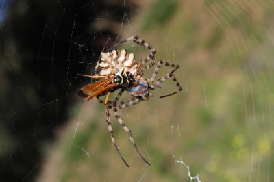  Batozonellus lacerticida (Pallas, 1771)