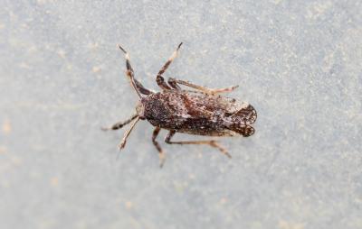 Delphacide à corne Asiraca clavicornis (Fabricius, 1794)