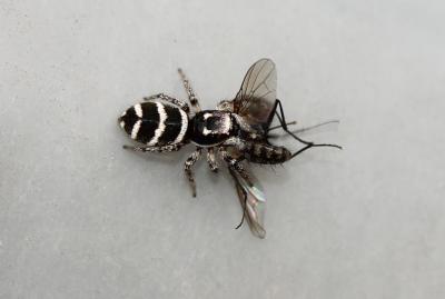  Salticus propinquus Lucas, 1846