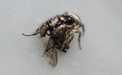  Salticus propinquus Lucas, 1846