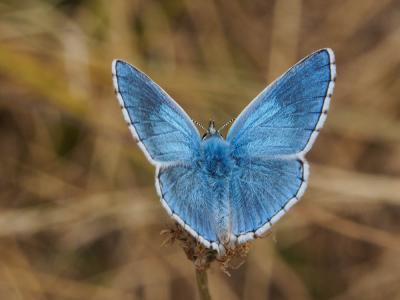 Azuré bleu-céleste (L'), Bel-Argus (Le), Argus ble Lysandra bellargus (Rottemburg, 1775)