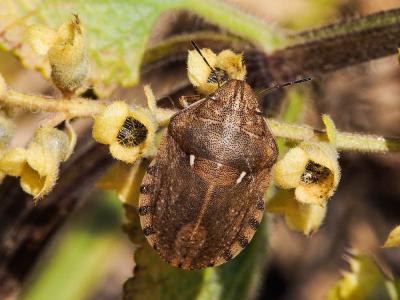  Eurygaster maura (Linnaeus, 1758)