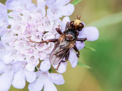  Sicus ferrugineus (Linnaeus, 1760)