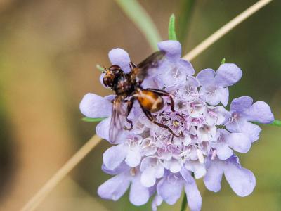  Sicus ferrugineus (Linnaeus, 1760)