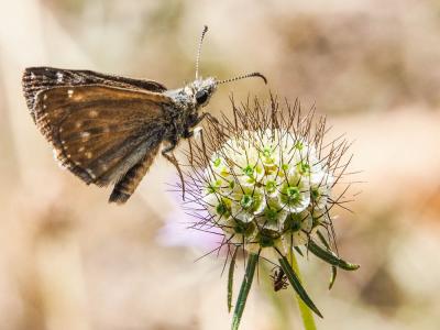 Point de Hongrie (Le), Grisette (La) Erynnis tages (Linnaeus, 1758)