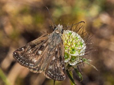 Point de Hongrie (Le), Grisette (La) Erynnis tages (Linnaeus, 1758)