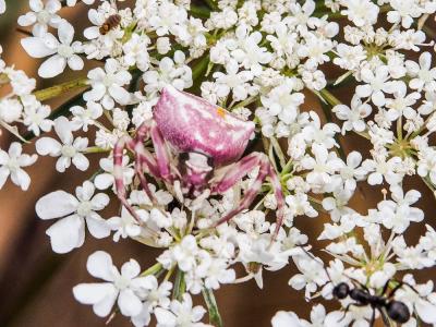 Thomise replet Thomisus onustus Walckenaer, 1805