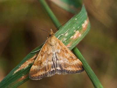 Pyrausta despicata (Scopoli, 1763)