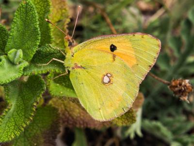 Souci (Le) Colias crocea (Geoffroy in Fourcroy, 1785)
