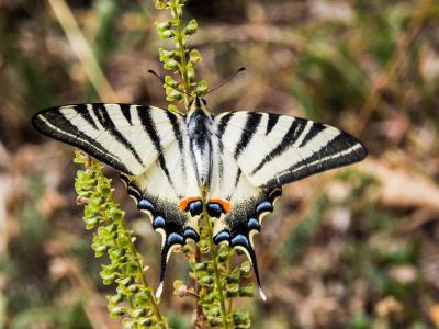 Flambé (Le) Iphiclides podalirius (Linnaeus, 1758)