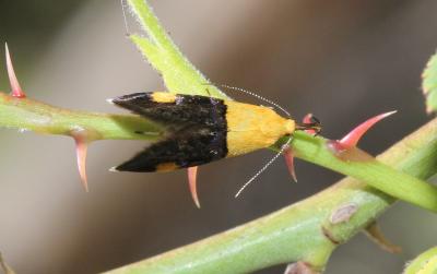  Oecophora bractella (Linnaeus, 1758)