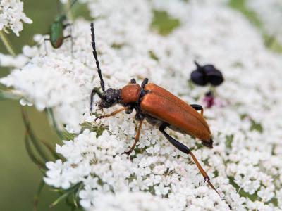 Lepture rouge Stictoleptura rubra (Linnaeus, 1758)