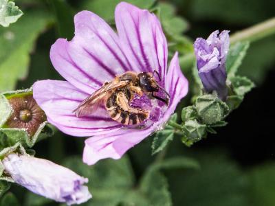  Halictus scabiosae (Rossi, 1790)