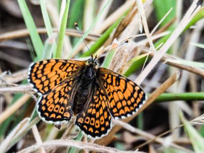 Mélitée du Plantain (La), Déesse à ceinturons (La) Melitaea cinxia (Linnaeus, 1758)