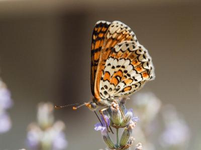 Mélitée du Plantain (La), Déesse à ceinturons (La) Melitaea cinxia (Linnaeus, 1758)