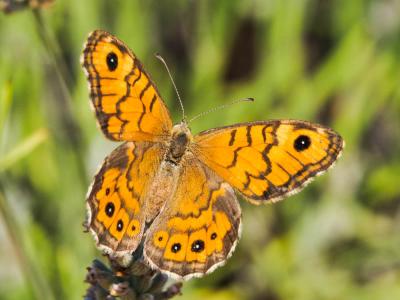 Mégère (La), Satyre (Le) Lasiommata megera (Linnaeus, 1767)