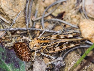 Oedipode soufrée Oedaleus decorus (Germar, 1825)