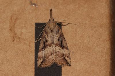 Hypène des ponts (L') Hypena obsitalis (Hübner, 1813)