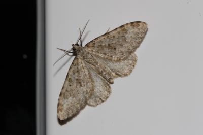 Cidarie pointillée (La) Colostygia multistrigaria (Haworth, 1809)