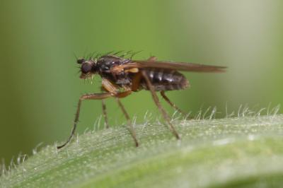  Lonchoptera lutea Panzer, 1809