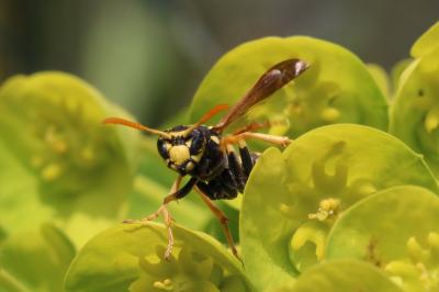 Guêpe poliste Polistes dominula (Christ, 1791)