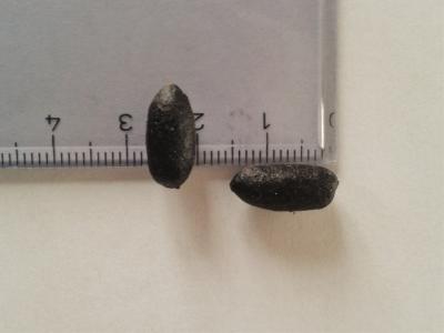 Chevreuil Capreolus capreolus (Linnaeus, 1758)