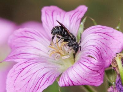  Stelis punctulatissima (Kirby, 1802)