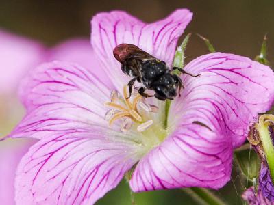  Stelis punctulatissima (Kirby, 1802)
