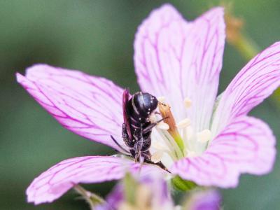  Stelis punctulatissima (Kirby, 1802)