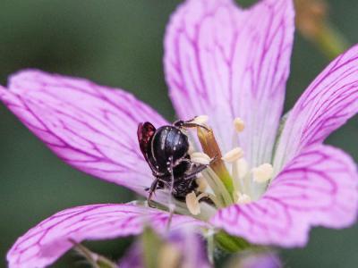  Stelis punctulatissima (Kirby, 1802)