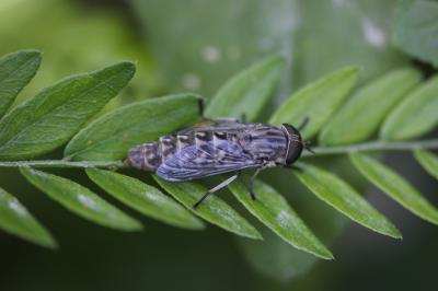 Taon gris à jambes fauves Tabanus bromius Linnaeus, 1758