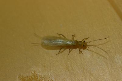  Chloroperlidae Enderlein, 1909