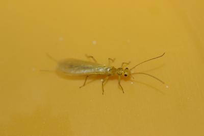  Chloroperlidae Enderlein, 1909