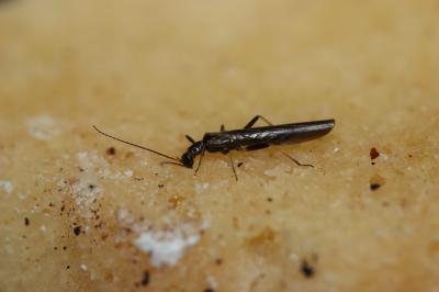  Plectoptera Saussure, 1864