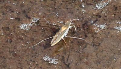  Gerris costae (Herrich-Schäffer, 1850)