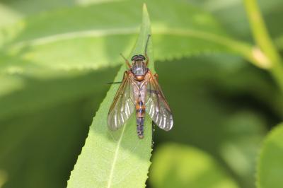  Rhagio annulatus (De Geer, 1776)