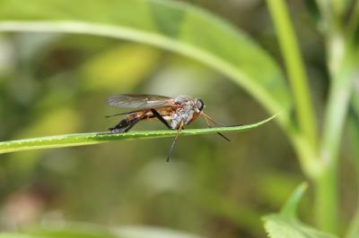  Rhagio annulatus (De Geer, 1776)