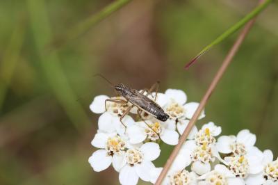  Nabis flavomarginatus Scholtz, 1847
