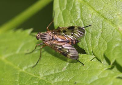  Rhagio scolopaceus (Linnaeus, 1758)